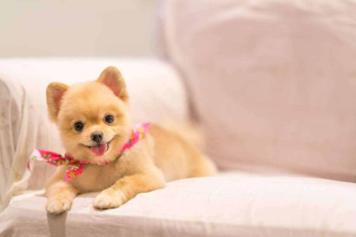 4 Things to Know Before Buying a Pomeranian